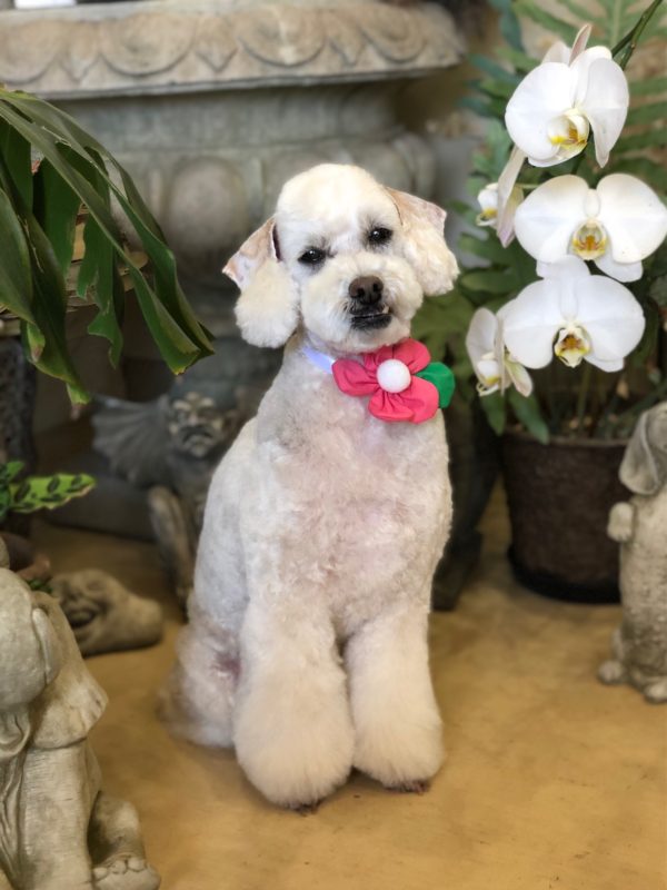 テピーハート　トリミング
