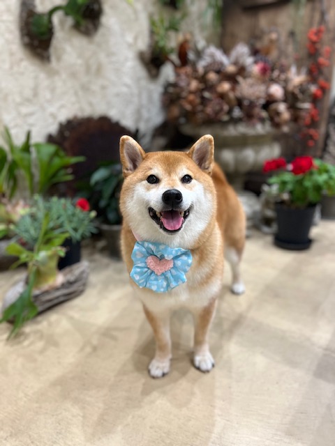 鎌倉市柴犬