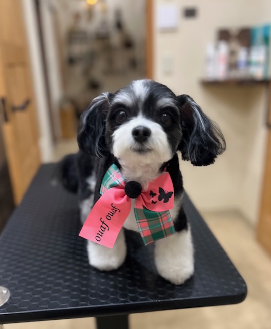 鎌倉市MIX犬