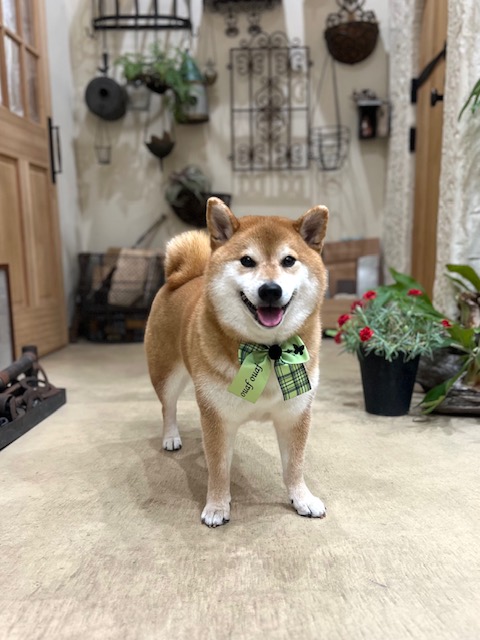 鎌倉市柴犬