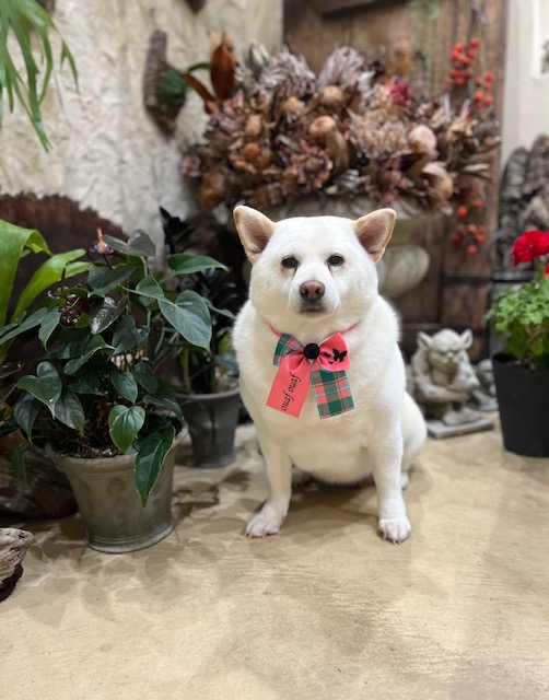 鎌倉市柴犬