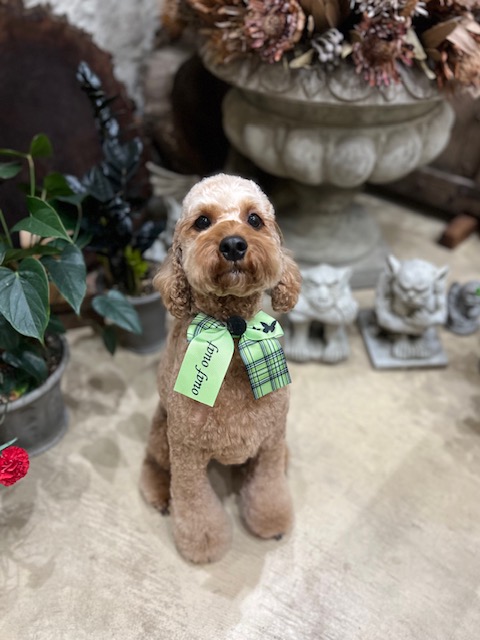 鎌倉市MIX犬