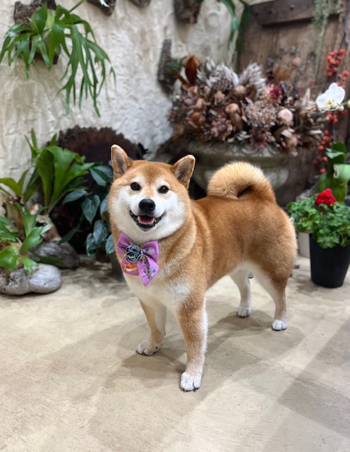 鎌倉市柴犬