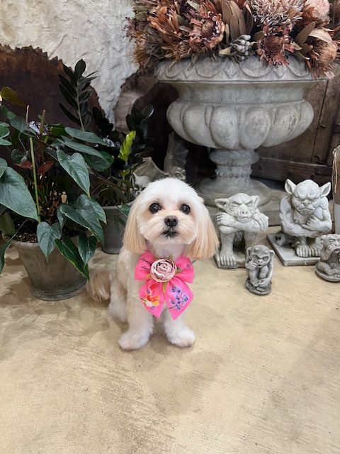 鎌倉市MIX犬