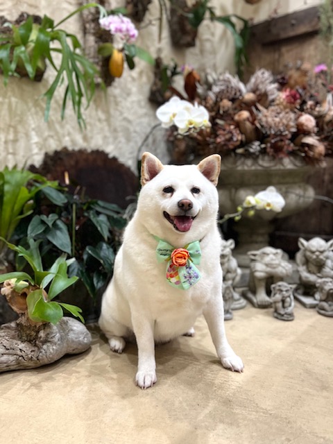 鎌倉市柴犬