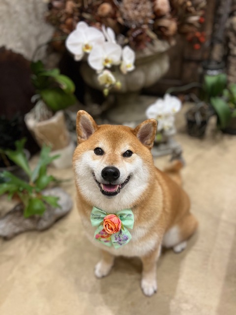 鎌倉市柴犬