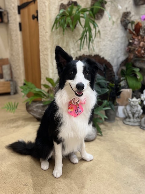 鎌倉市ボーダーコリー