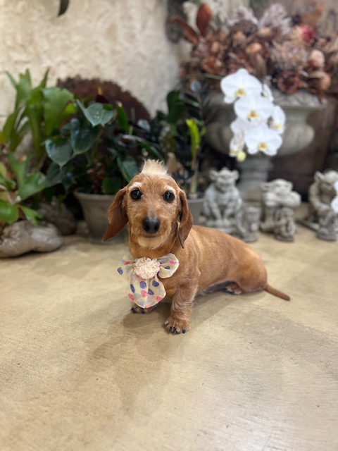 鎌倉市ミニチュアダックスフンド