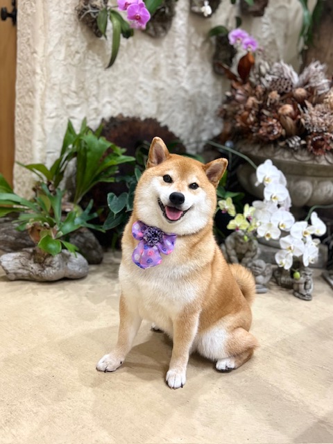 鎌倉市柴犬
