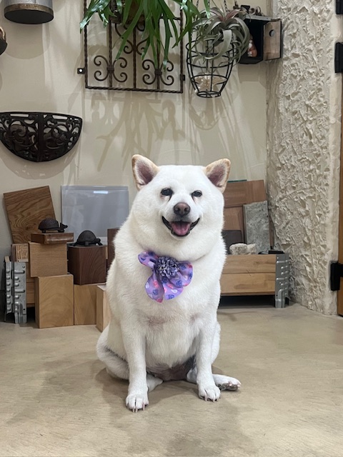 鎌倉市柴犬