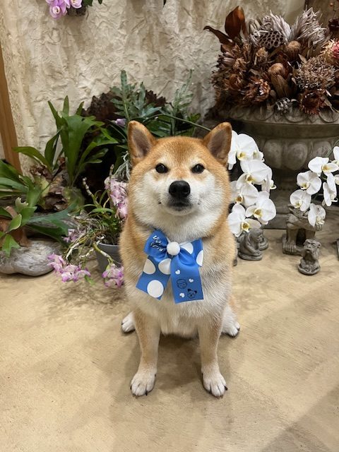 鎌倉市柴犬