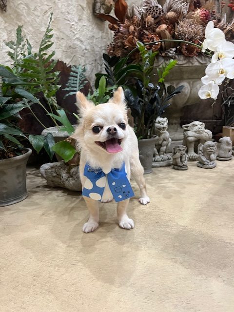 鎌倉市チワワ