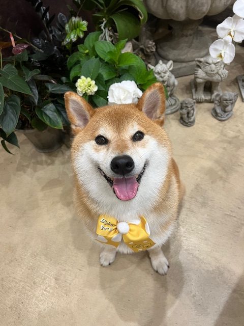 鎌倉市柴犬
