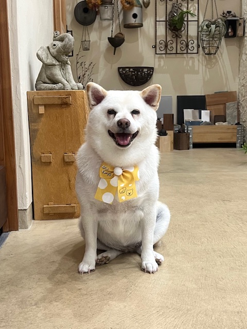 鎌倉市柴犬