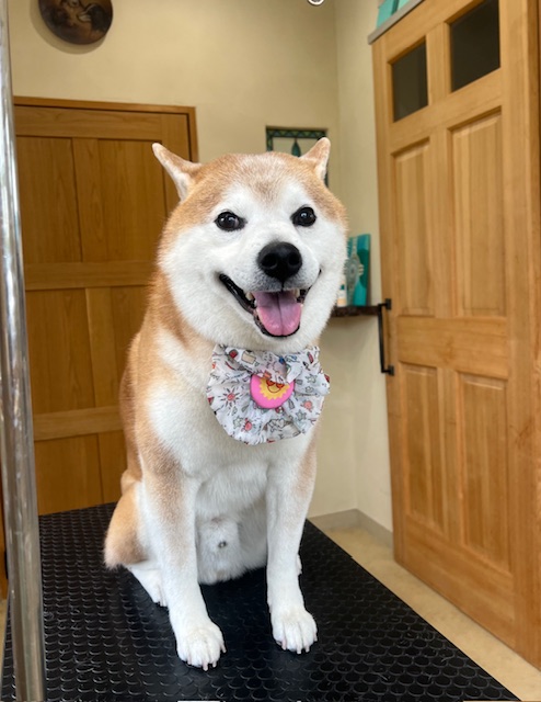 鎌倉市柴犬