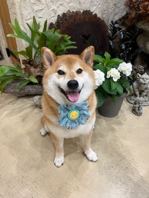 鎌倉市柴犬