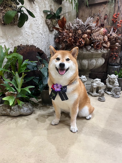鎌倉市柴犬