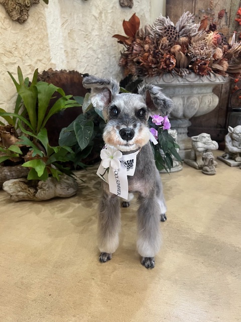 鎌倉市ミニチュアシュナウザー