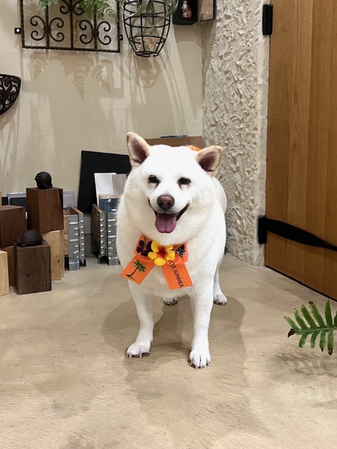 鎌倉市柴犬