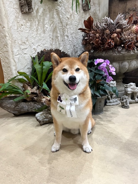鎌倉市柴犬