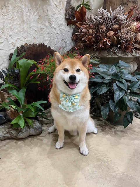 鎌倉市柴犬