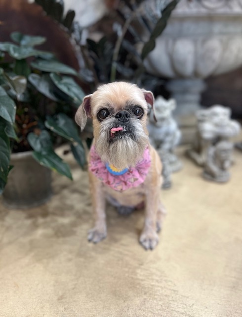 鎌倉市グリフォン