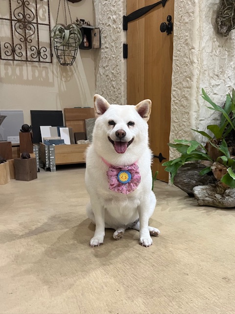 鎌倉市柴犬