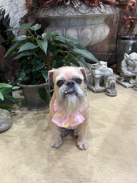 鎌倉市グリフォン