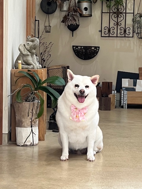 鎌倉市柴犬