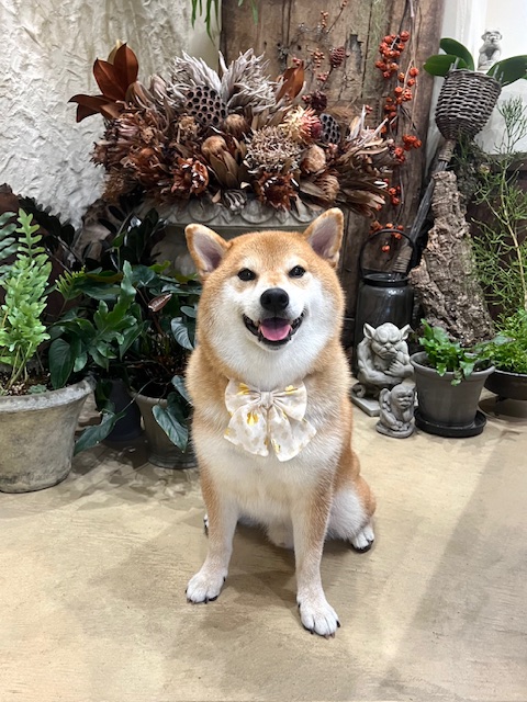 鎌倉市柴犬