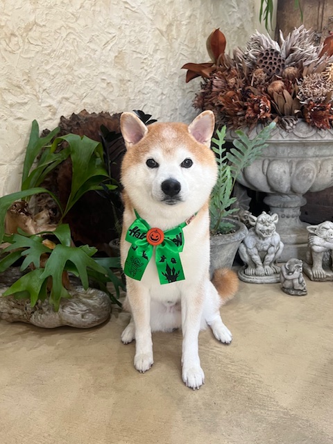 鎌倉市柴犬