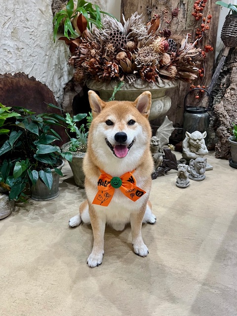 鎌倉市柴犬