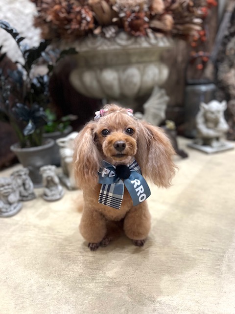 鎌倉市プードル