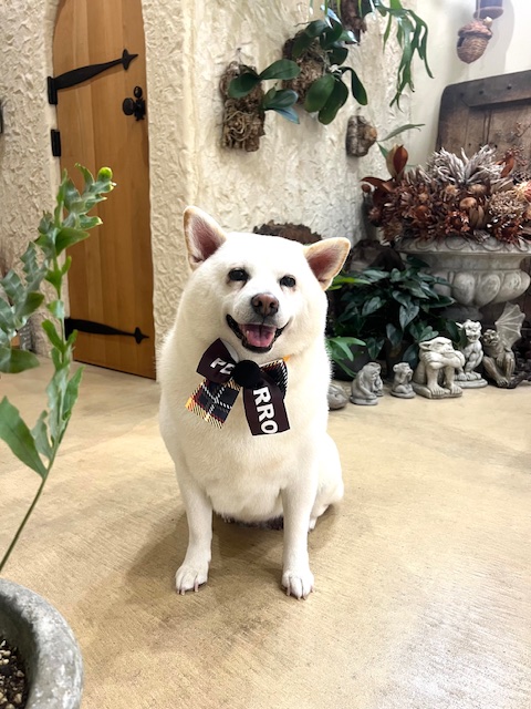 鎌倉市柴犬