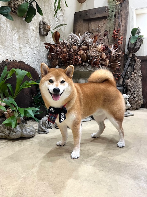 鎌倉市柴犬