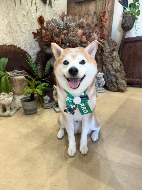 湘南の暮らしと無垢材の家づくりを映す、柴犬の元気な笑顔トリミングアップ