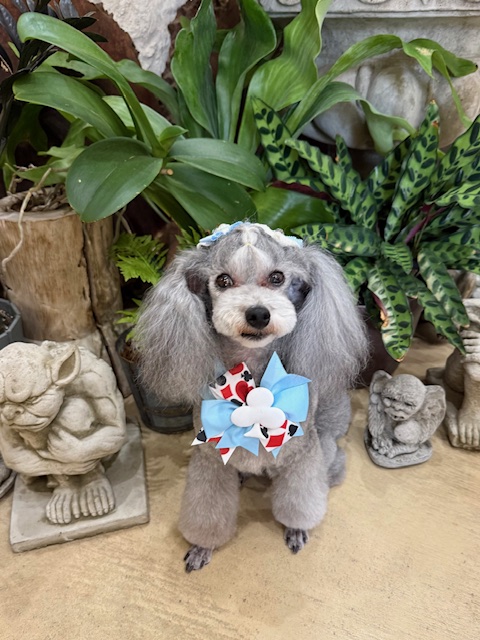 漆喰と無垢材の家に映えるプードルのトリミング写真｜湘南の暮らしと工務店のこだわり