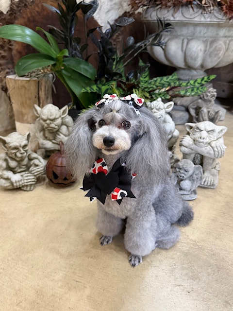 漆喰と無垢材を使った湘南の注文住宅でリボンをつけて座るグレーの犬